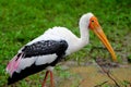 Painted Stork - Sri Lanka