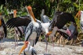 A painted stork standing with it's wings spread sunbathing in summers with other storks Royalty Free Stock Photo