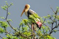 A Painted Stork standing on a tree top Royalty Free Stock Photo