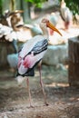 Painted Stork standing and walking in Trivandrum, Thiruvananthapuram Zoo Kerala India Royalty Free Stock Photo