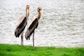 Painted stork Royalty Free Stock Photo