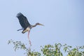 A painted stork Royalty Free Stock Photo