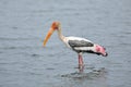 A painted stork wading in a lake