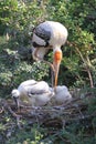 Painted Stork & x28;Mycteria leucocephala& x29; and baby bird on tree Royalty Free Stock Photo