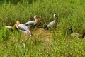 Painted stork Yala National Park Sri Lanka Ceylon Royalty Free Stock Photo