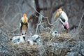 Painted stork in Yala National Park Sri Lanka Royalty Free Stock Photo