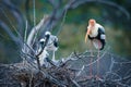 Painted stork in Yala National Park Sri Lanka Royalty Free Stock Photo