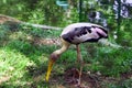 Painted Stork in zoological park india