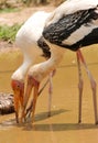 Painted storks Royalty Free Stock Photo