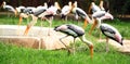 Painted storks Royalty Free Stock Photo