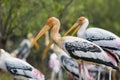 Painted storks Royalty Free Stock Photo