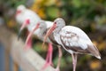 Painted storks on a fence