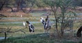 Painted storks fishing in a pond Royalty Free Stock Photo