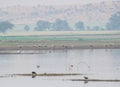 Painted Storks Flock at the Wetland and lake Landscape