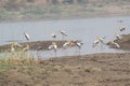 Painted Storks Flock at the Wetland