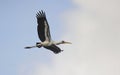 Painted Storks