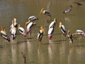Painted storks on a lake Royalty Free Stock Photo