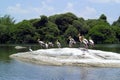 Painted Storks (Mycteria leucocephala) Royalty Free Stock Photo