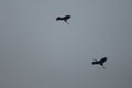 Painted storks Mycteria leucocephala in flight at Keoladeo Ghana National Park. Royalty Free Stock Photo