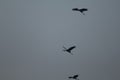 Painted storks Mycteria leucocephala in flight at Keoladeo Ghana National Park. Royalty Free Stock Photo