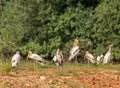 Painted storks, Mycteria leucocephala, flock of immature birds Royalty Free Stock Photo