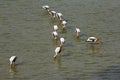 Painted Storks, Mycteria leucocephala Ranthambhore Tiger Reserve, Rajasthan, India Royalty Free Stock Photo