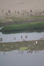 Painted storks Mycteria leucocephala in the Yamuna River. Royalty Free Stock Photo