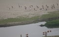 Painted storks Mycteria leucocephala in the Yamuna River. Royalty Free Stock Photo