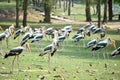 Painted storks in a park Royalty Free Stock Photo