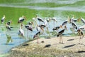 Painted storks in the pond Royalty Free Stock Photo