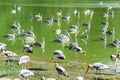 Painted storks in the pond Royalty Free Stock Photo