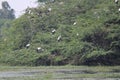 Painted Storks in Sultanpur National Park