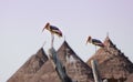 Painted Storks on the top of tree Royalty Free Stock Photo