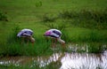 Painted storks, Yala West National Park, Sri Lanka Royalty Free Stock Photo