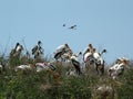 Painted Storks with youngonce Royalty Free Stock Photo