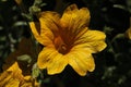 `Painted Tongue` flower - Salpiglossis Sinuata