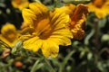 `Painted Tongue` flower - Salpiglossis Sinuata Royalty Free Stock Photo