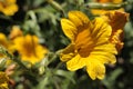 `Painted Tongue` flower - Salpiglossis Sinuata Royalty Free Stock Photo