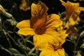 `Painted Tongue` flower - Salpiglossis Sinuata Royalty Free Stock Photo