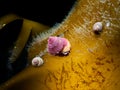 Marine Snail Painted Top Shell underwater on Kelp