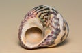 A Painted topshell, gibbula umbilcalis found on a sandy beach in Margate, UK