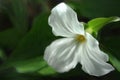 Painted Trillium