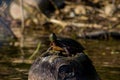painted turle on log Royalty Free Stock Photo