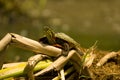 Painted turtle