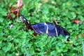 Painted turtle