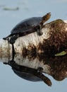 Painted Turtle Royalty Free Stock Photo