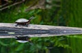 Painted Turtle