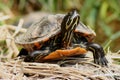 Painted Turtle Royalty Free Stock Photo