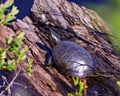 Painted Turtle Photo and Image. Turtle aerial view resting on a log in the wetland surrounding with water lily pads and Royalty Free Stock Photo