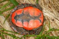 Painted Turtle (Chrysemys picta) Royalty Free Stock Photo